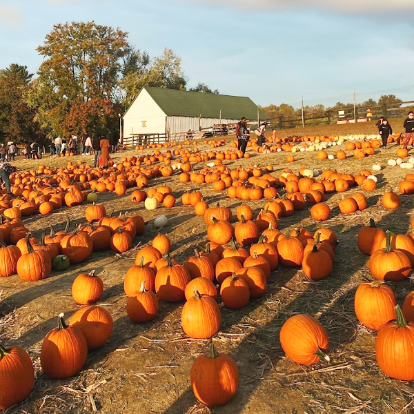 Montpelier Farms 4