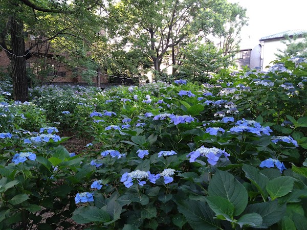 Ajisai Park