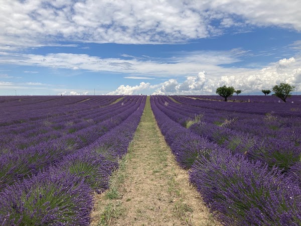 Plateau de Valensole
