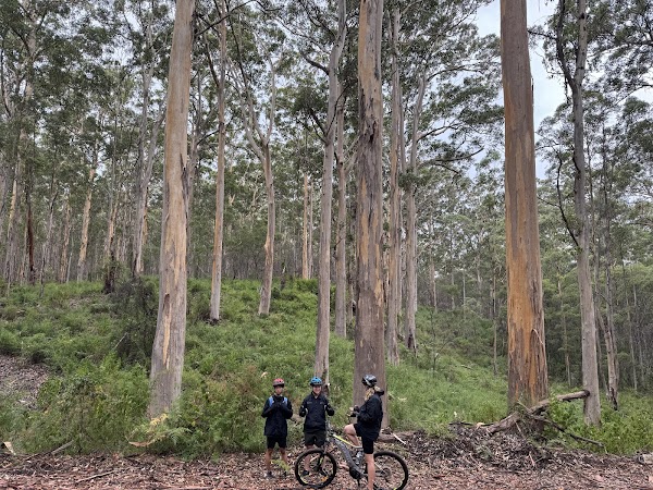 Boranup Forest