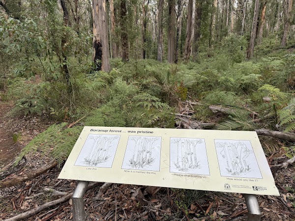 Boranup Forest 5