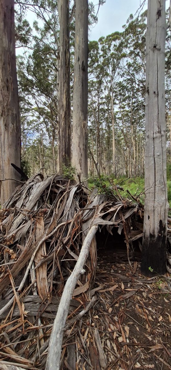 Boranup Forest 4