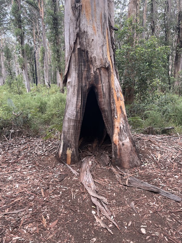 Boranup Forest 3