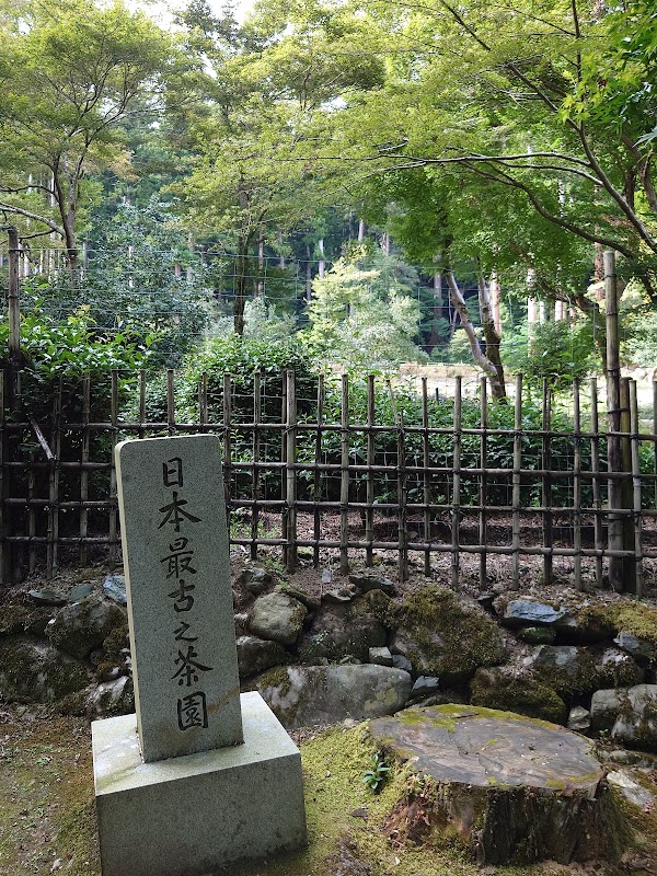Oldest Tea Plantation in Japan