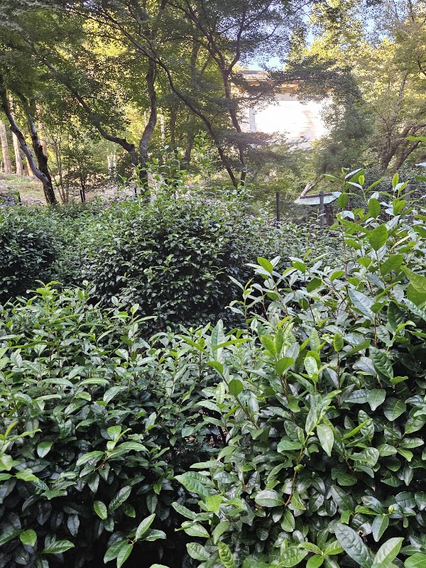 Oldest Tea Plantation in Japan 5