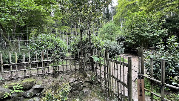 Oldest Tea Plantation in Japan 4