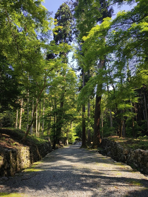 Oldest Tea Plantation in Japan 2