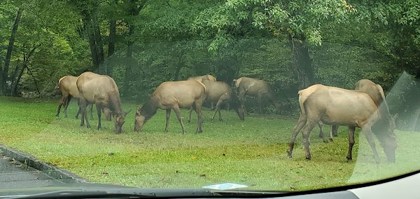 Cataloochee 1
