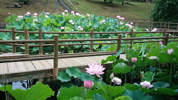 Satake Park 5