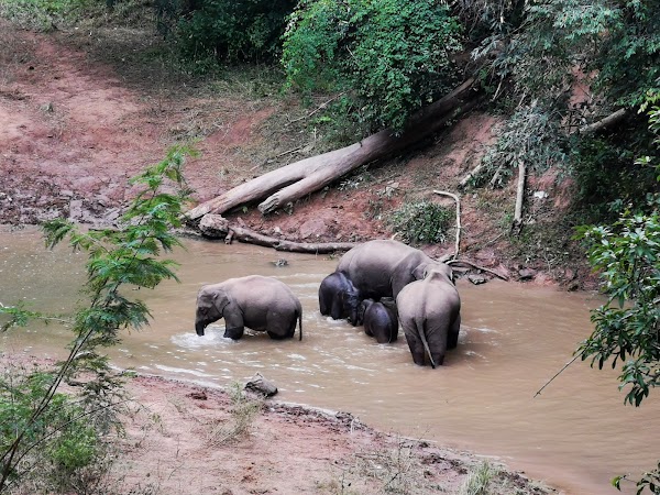 Xishuangbanna Wild Elephant Valley Tropical Rain Forest Scenic Area
