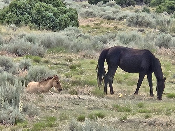Pryor Mountain Wild Mustang Center