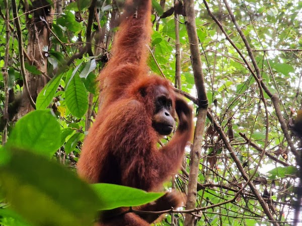 Mount Leuser National Park