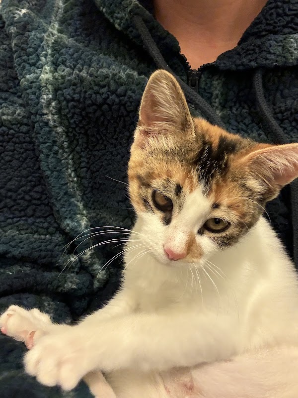 Berkeley Humane 4
