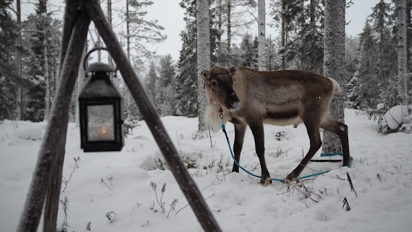 Erola's Reindeer and Tree