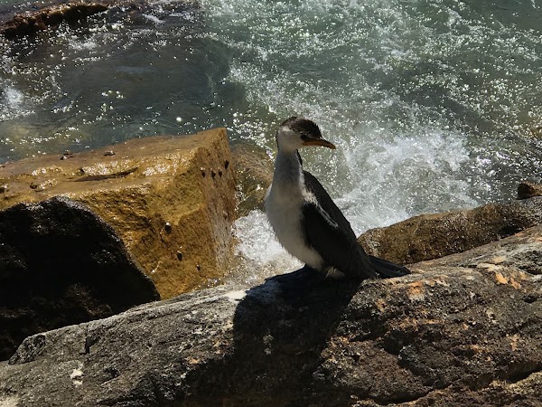 Manly Stepping Rocks 2