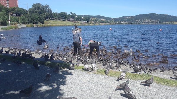 Quidi Vidi 5