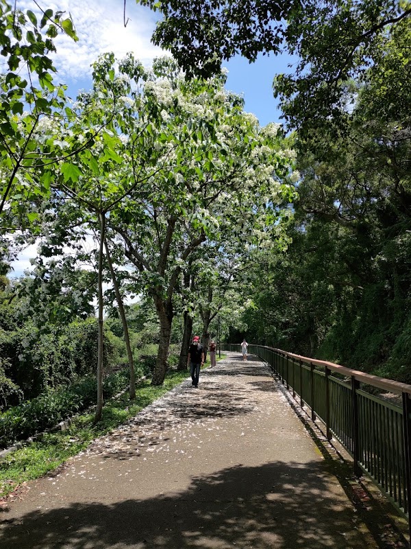水流東桐花步道