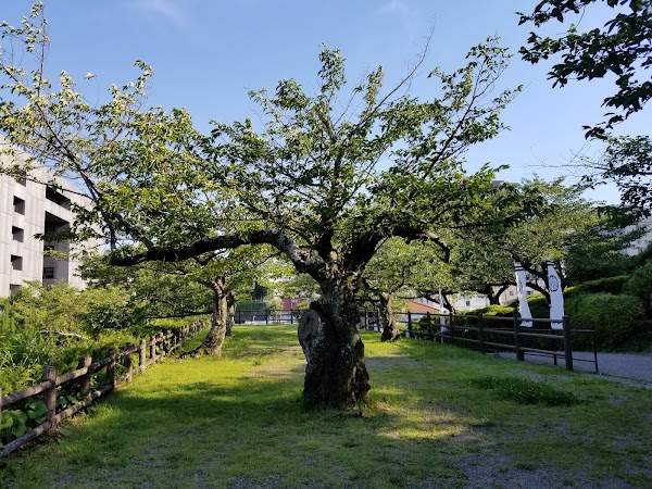 Hamamatsu 4