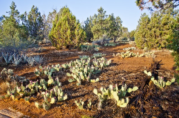 Yant Flat Trailhead 2