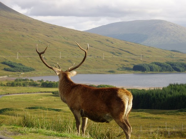 Loch Tulla Viewpoint 3