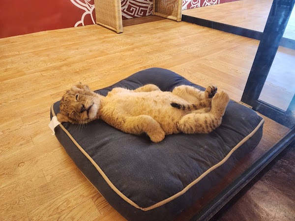 LION PHUKET CAFE 4