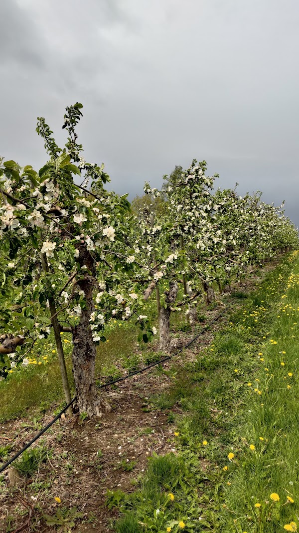 Vistakulle fruktodling 1