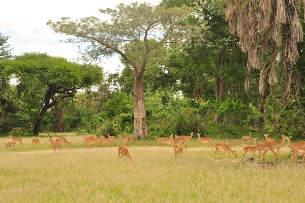 Liwonde National Park