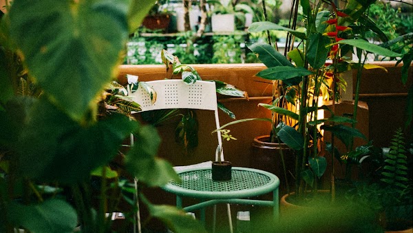 Xào Xạc cafe & plants 3
