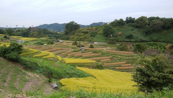 Japon 29