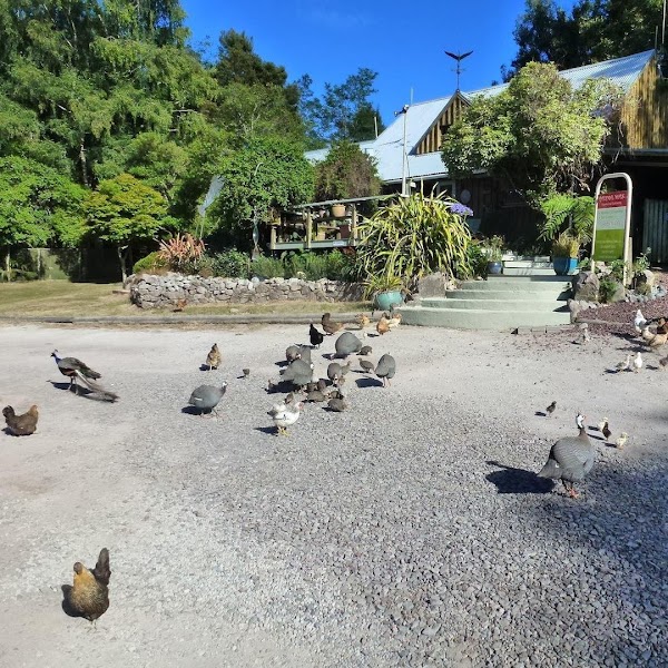 Wairakei Thermal Valley