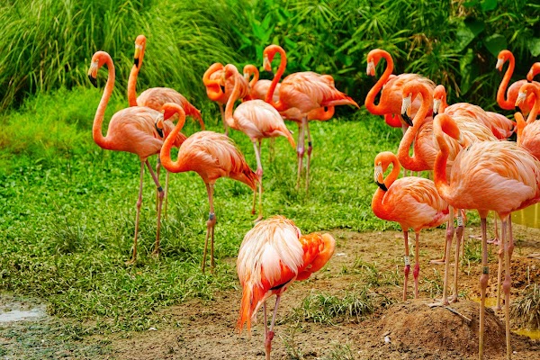 Bird Paradise 1