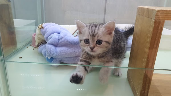 Molly’s Pet Shop 4