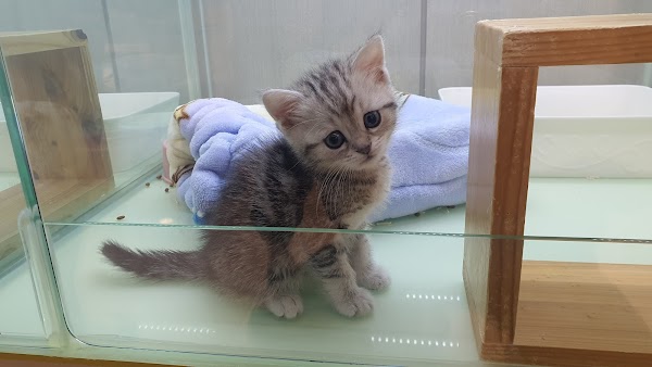 Molly’s Pet Shop 3