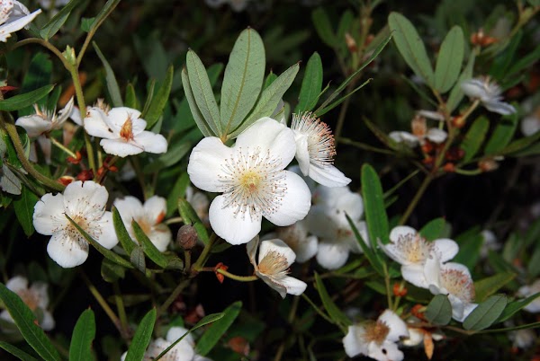 Tasmanian Arboretum 1