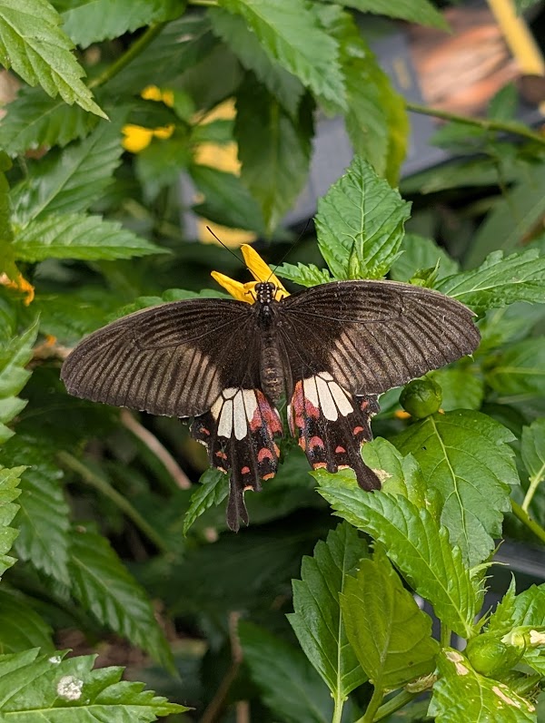 Horniman Butterfly House 5