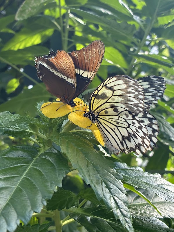 Horniman Butterfly House 4