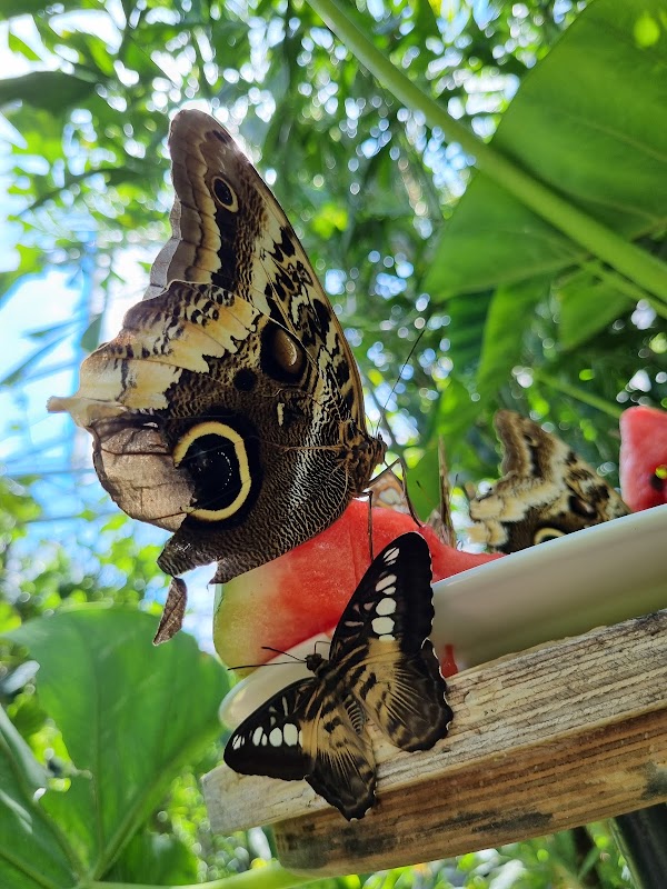 Horniman Butterfly House 3