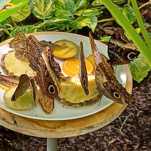 Horniman Butterfly House 2