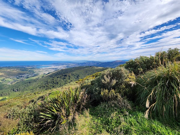 The Organ Pipes 5