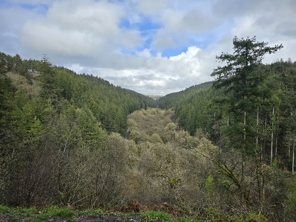 Cardinham Woods