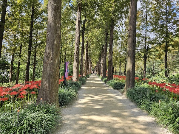 Haneul Park Metasequoia Trail 1