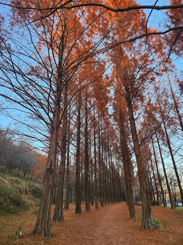 Haneul Park Metasequoia Trail 5