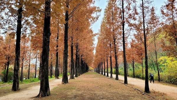 Haneul Park Metasequoia Trail 4