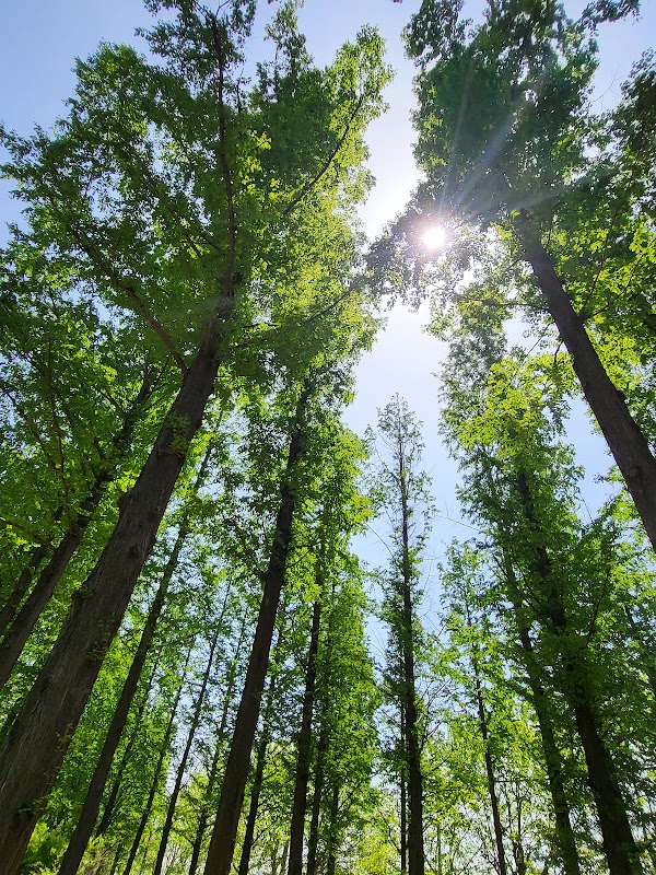 Haneul Park Metasequoia Trail 3