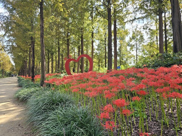 Haneul Park Metasequoia Trail 2