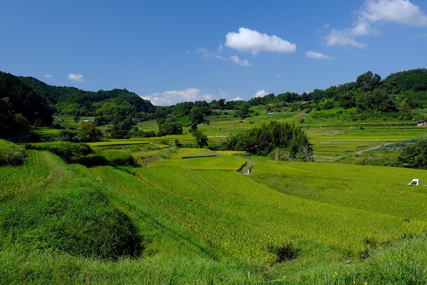 Inabuchi Rice Terraces 1
