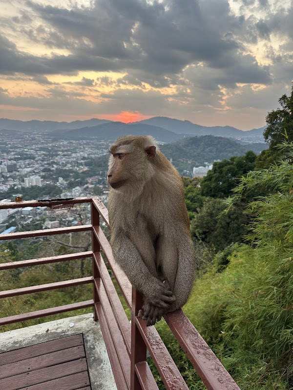 Monkey Hill Viewpoint 5