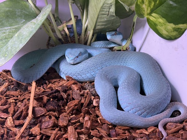 Great Lakes Serpentarium