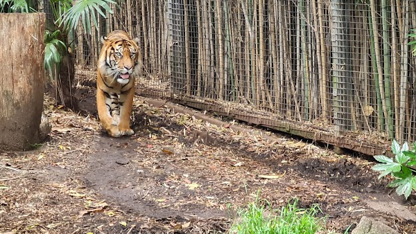 Melbourne Zoo 4