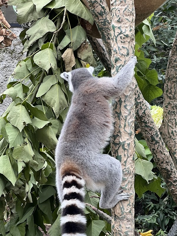 Melbourne Zoo 2